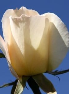 TOMISLAV DJORDJEVIĆ