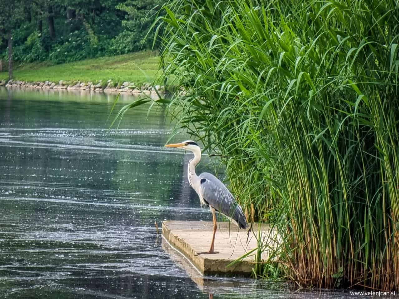 Škalsko jezero 2022