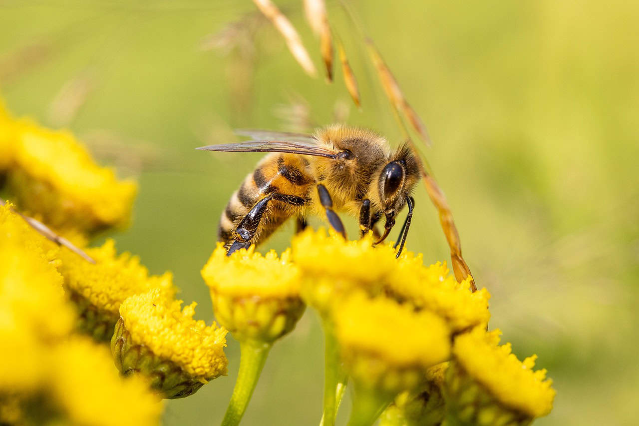 honey-bee-6506809_1280