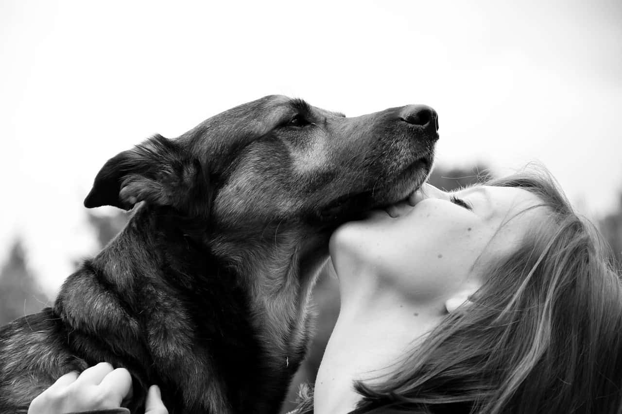 dog-7092595_1280