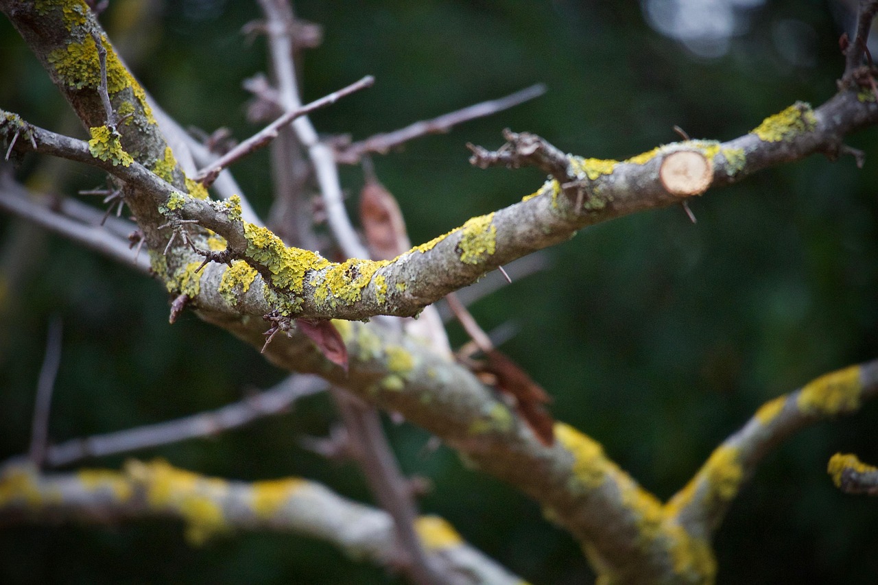 branch-3873825_1280