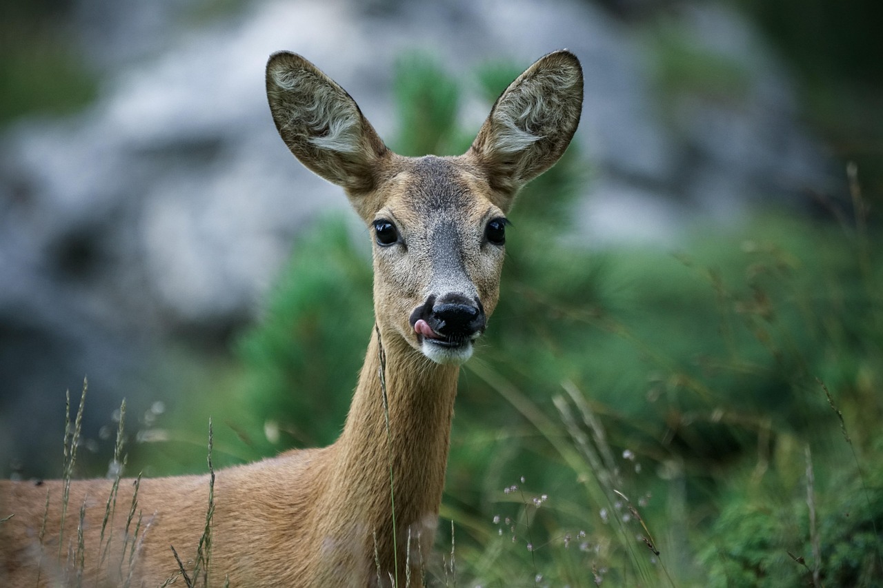 animal-4589923_1280