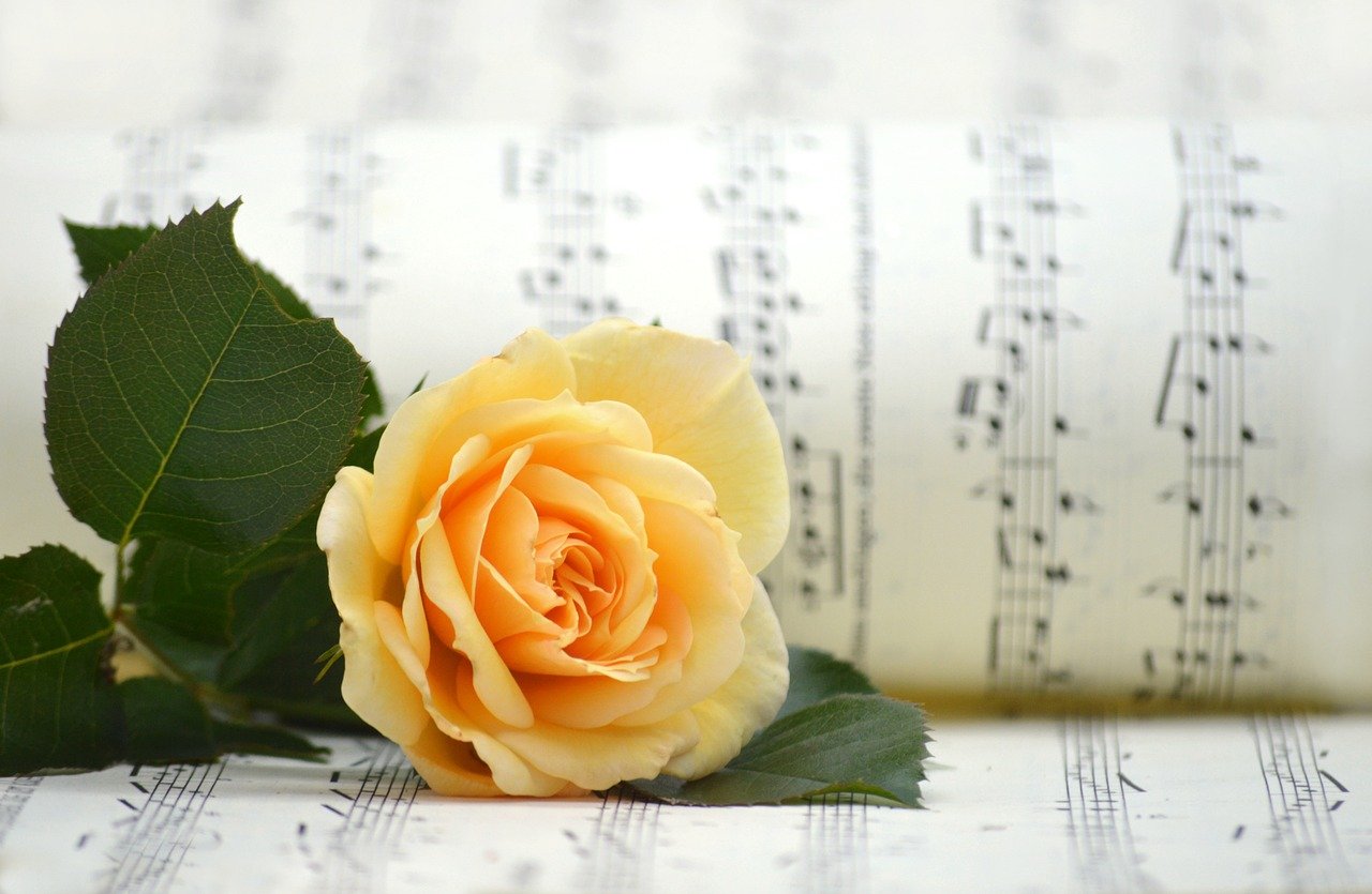 rose-8252992_1280