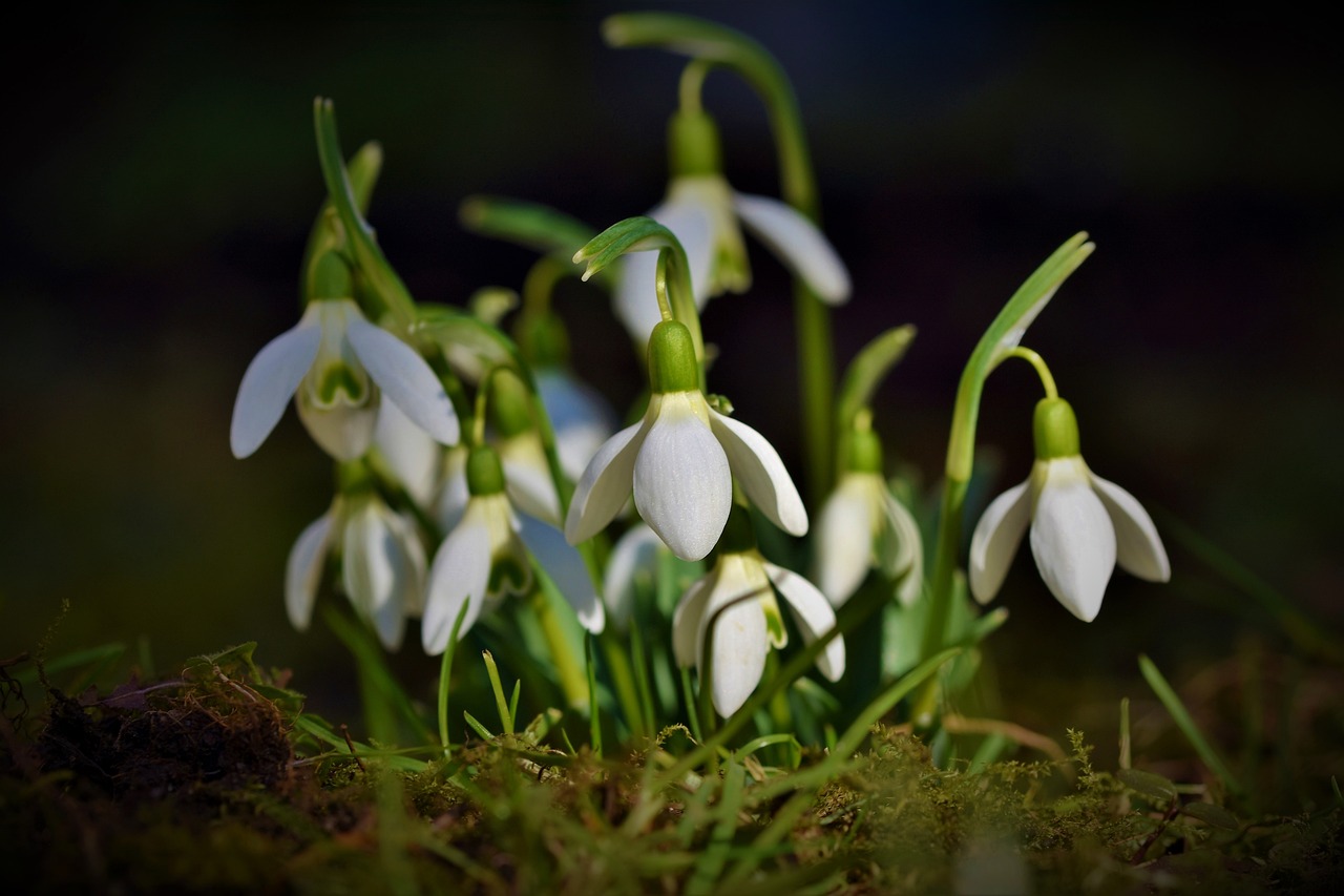snowdrop-4029890_1280