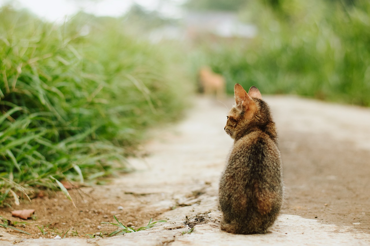 cat-7003372_1280