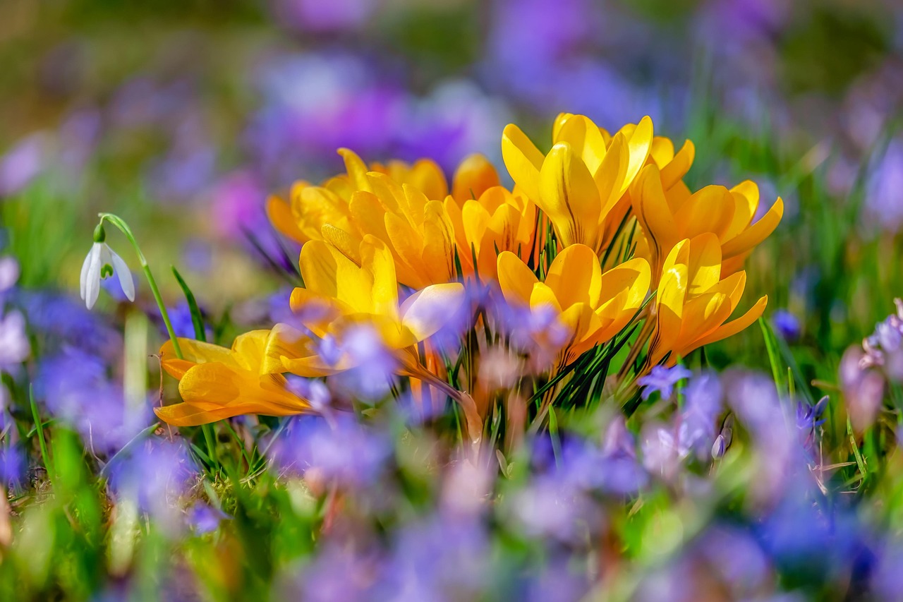 flower-4030138_1280