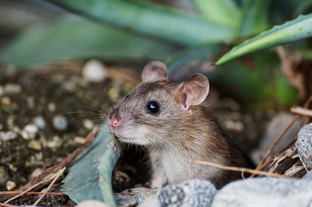 mouse-2814515_1280