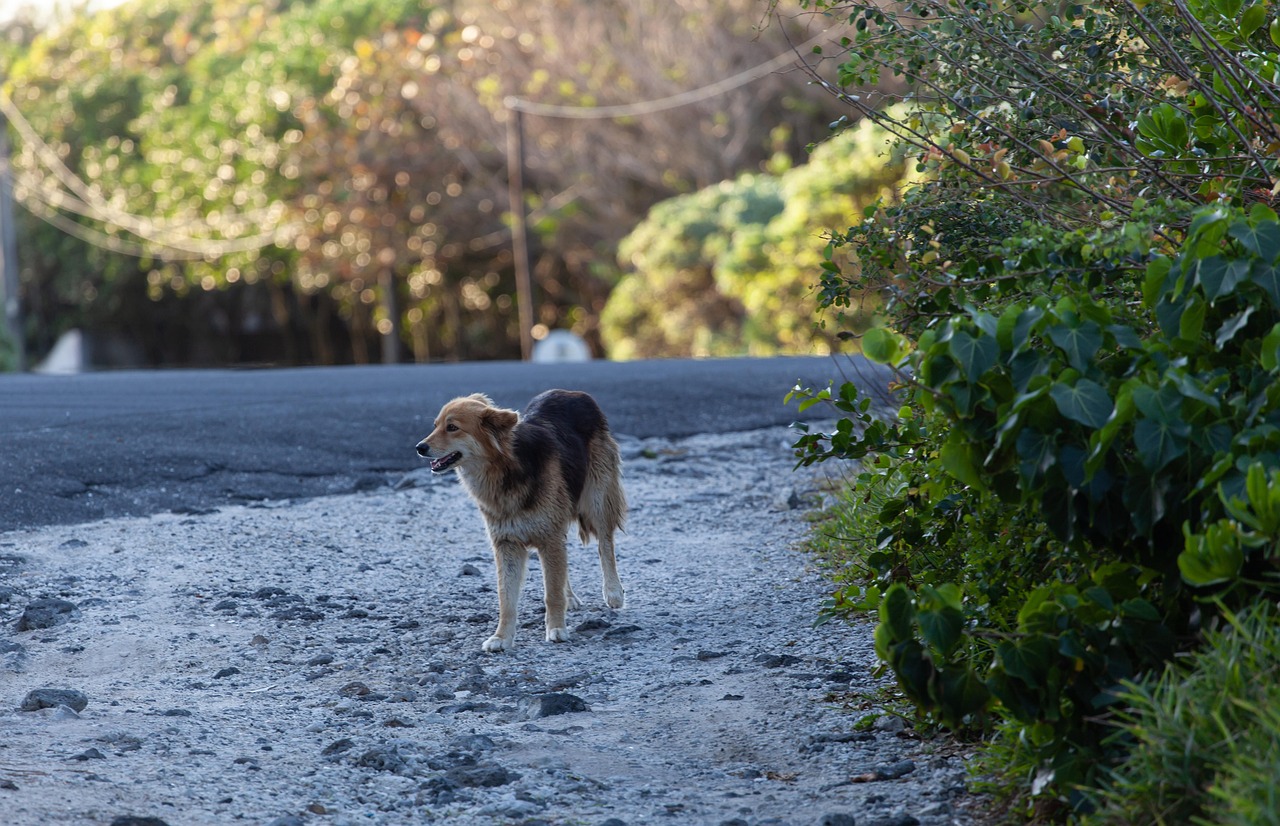 stray-dog-on-road-4518690_1280