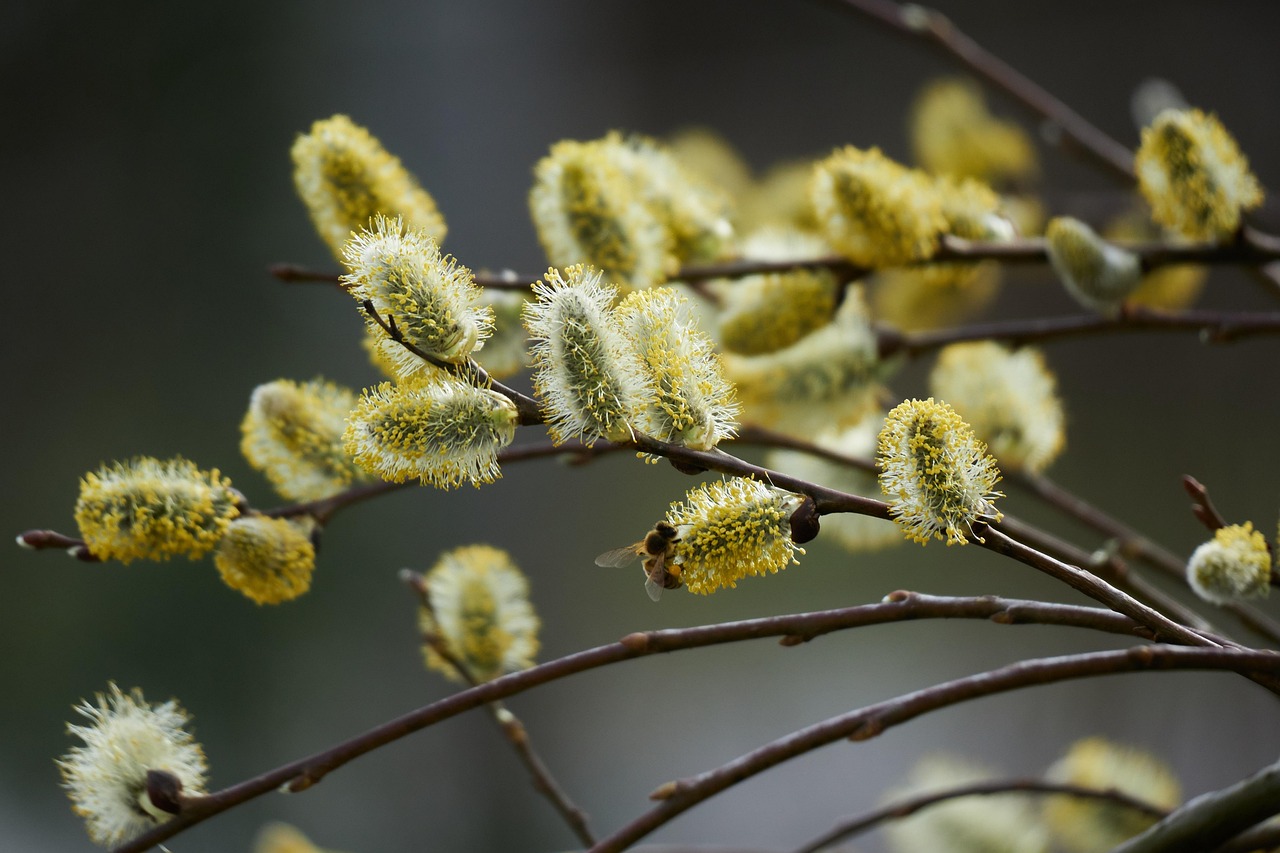 willow-catkin-7873736_1280