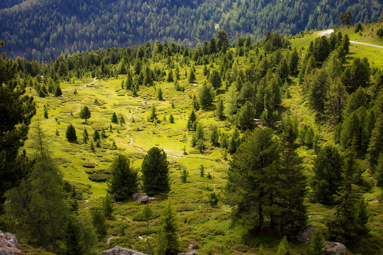 trees-7116900_1280