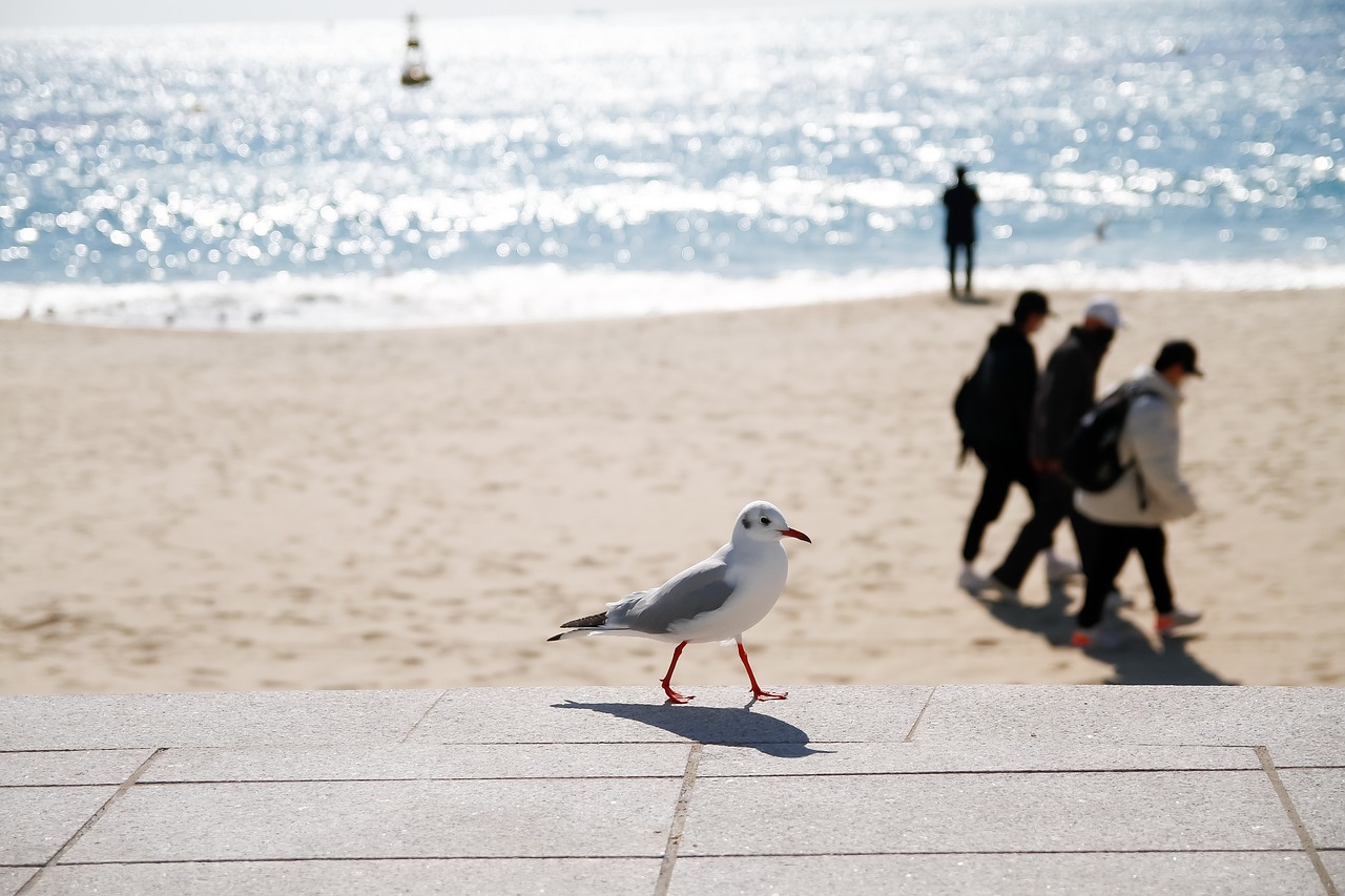 bird-7000837_1280