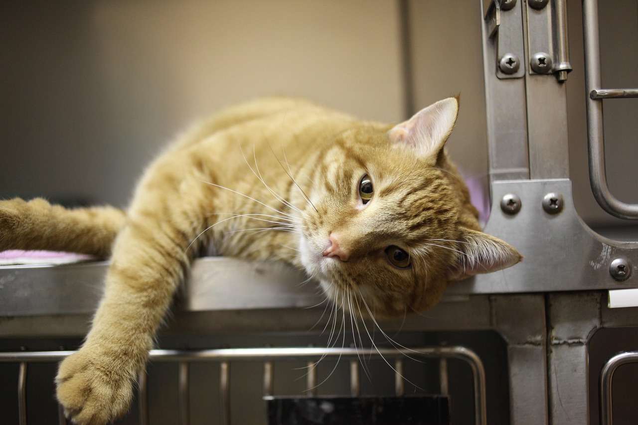 cat-4988407_1280