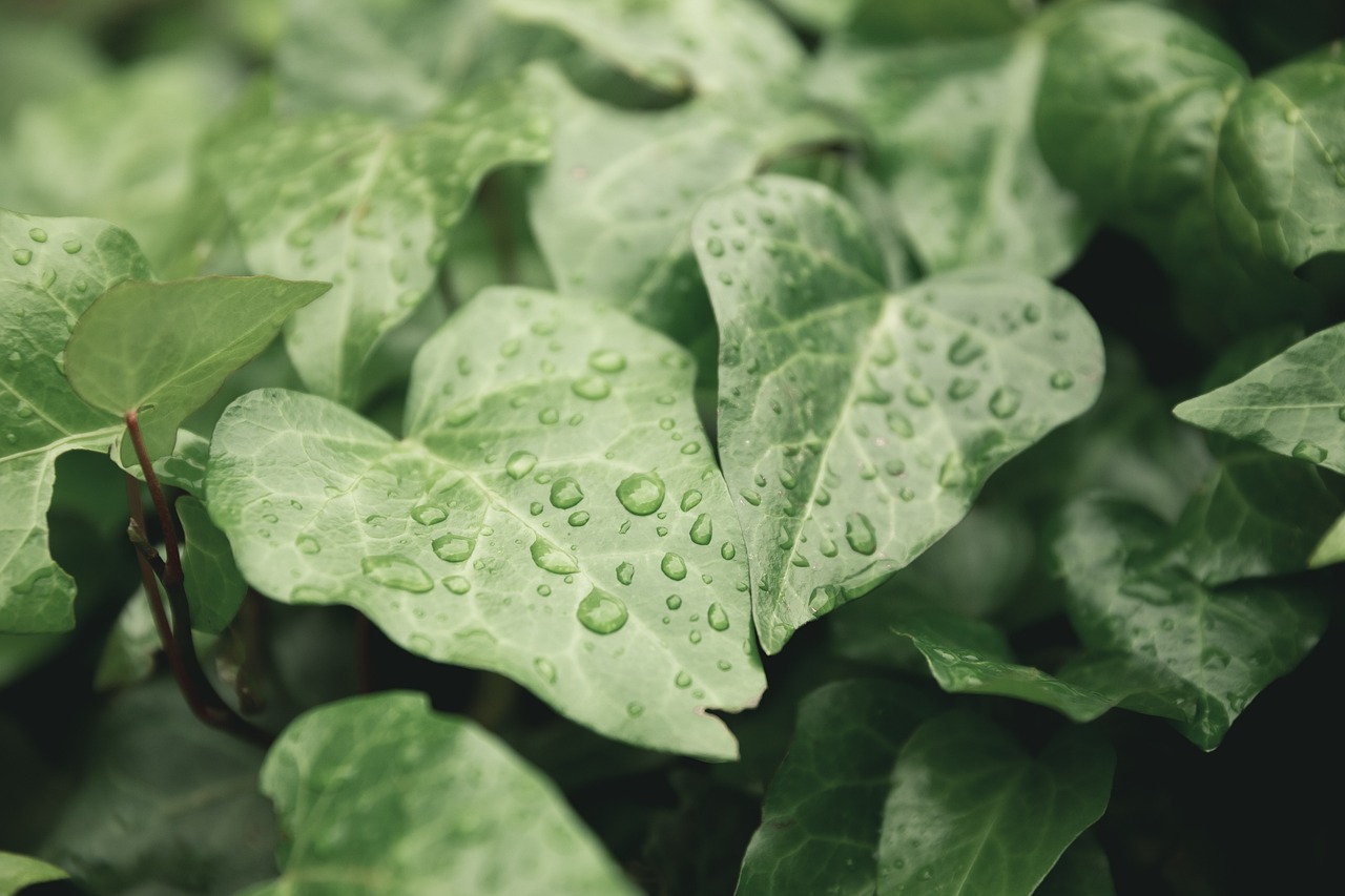 nature-4485461_1280