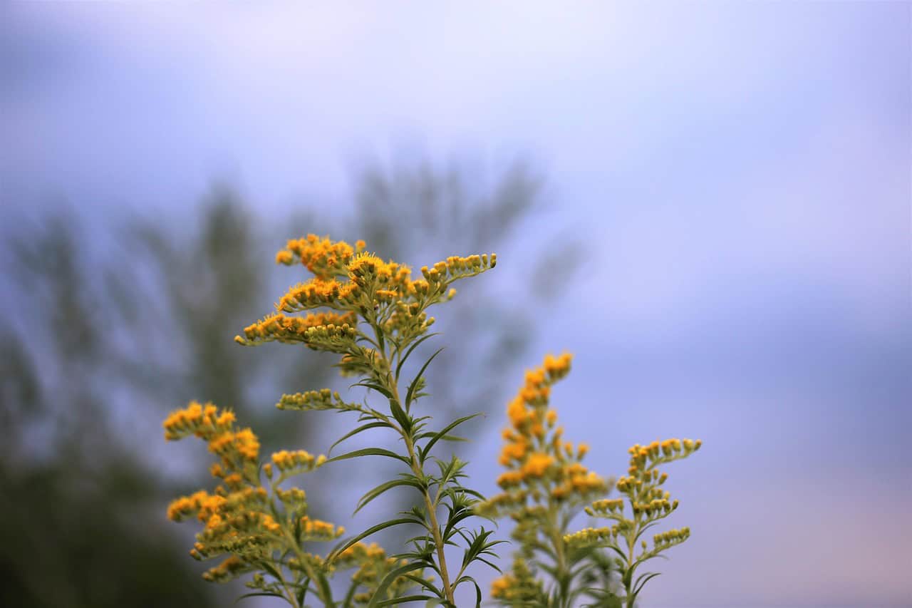 goldenrod-2659839_1280