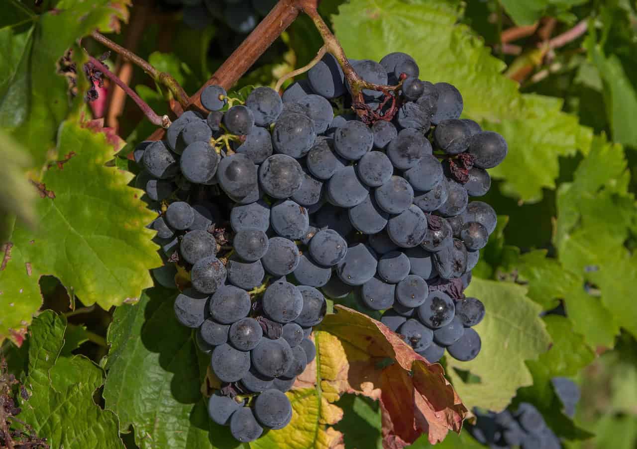 grapes-3662464_1280