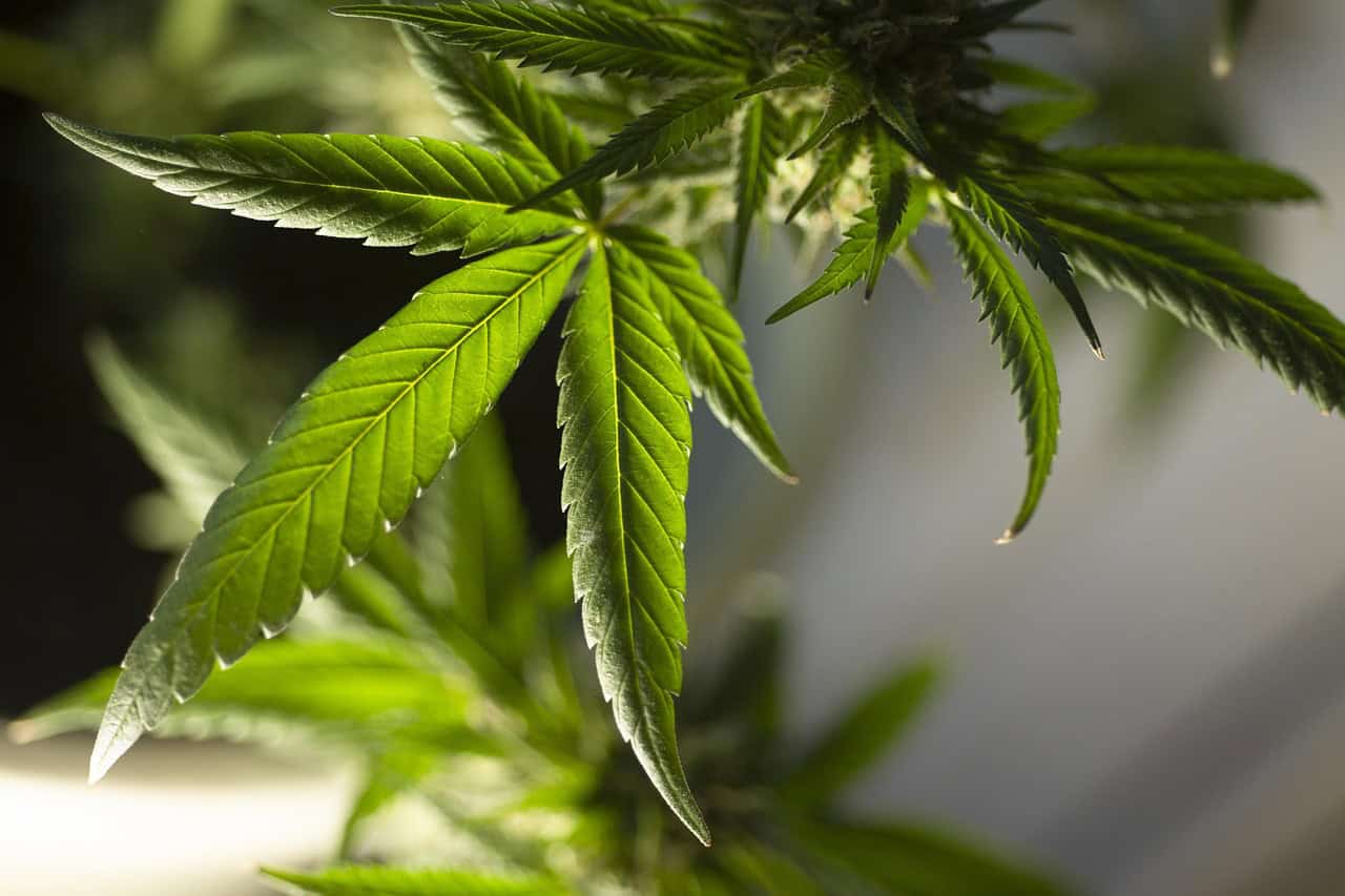 marijuana-leaf-5315553_1280 (1)
