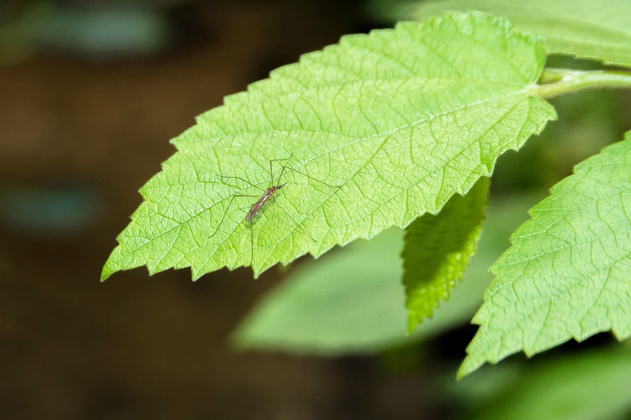 mosquito-1499798_1280