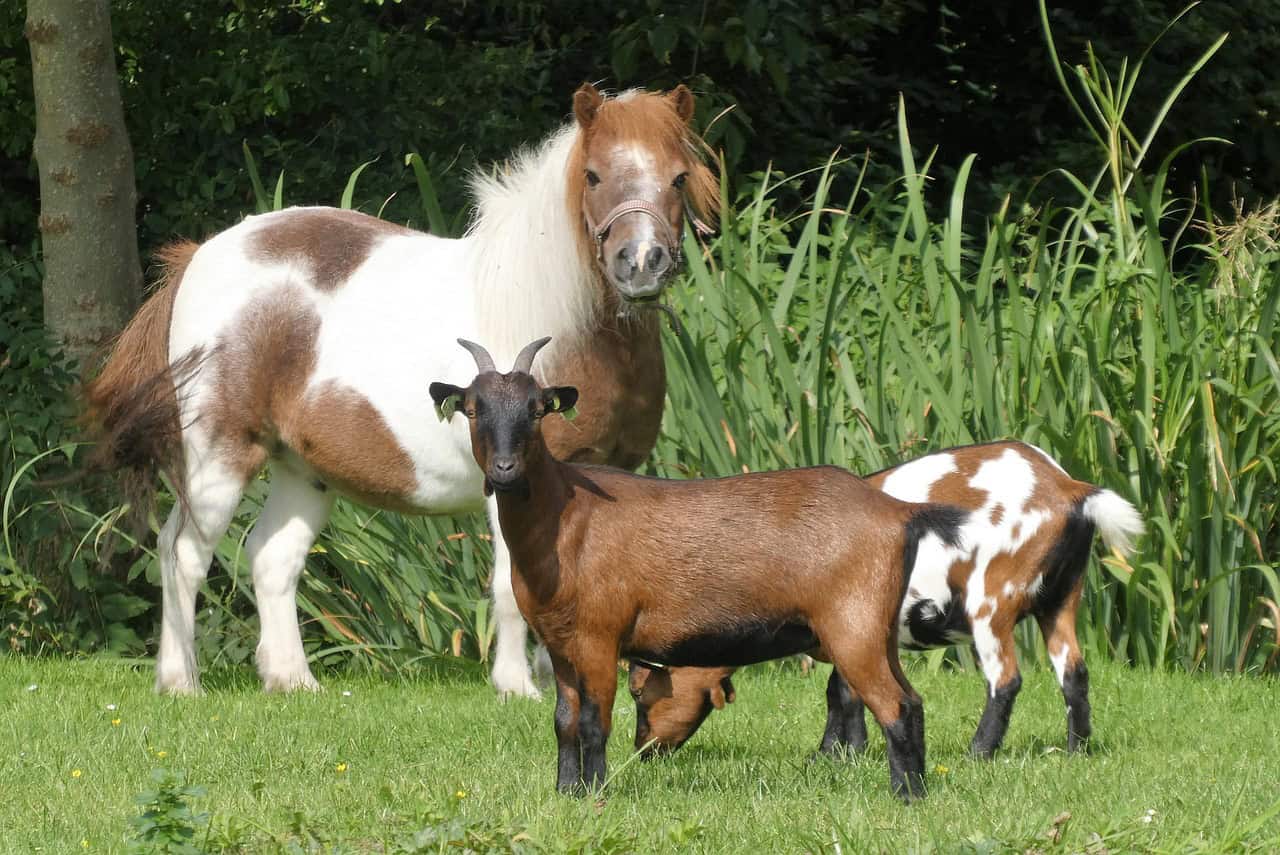 pony-7898731_1280