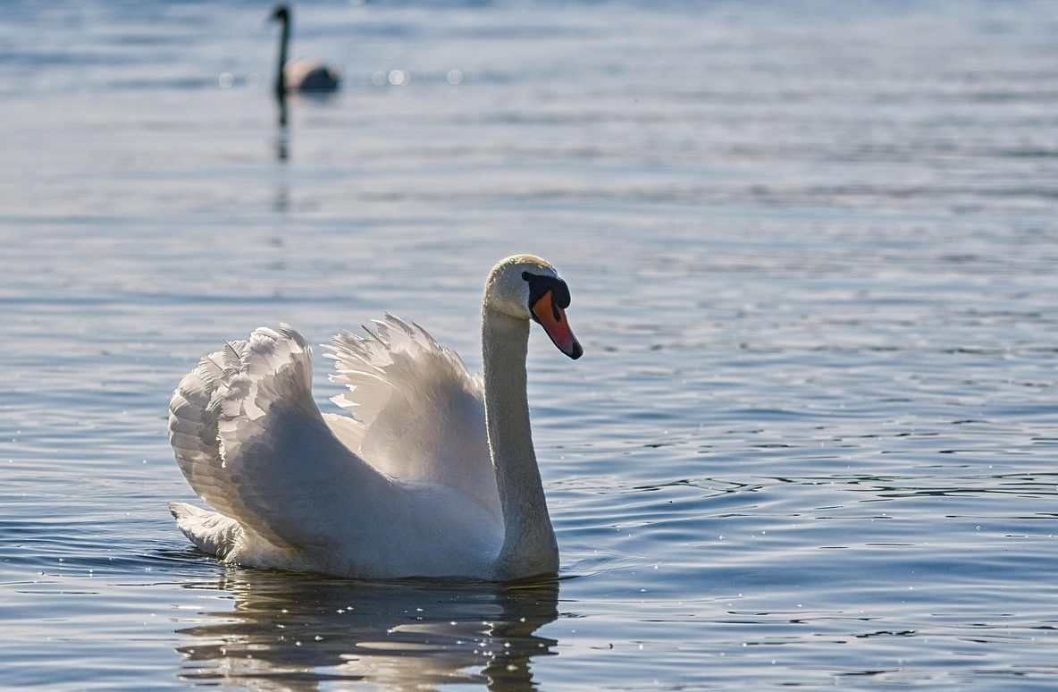 mute-swan-7185076_1280
