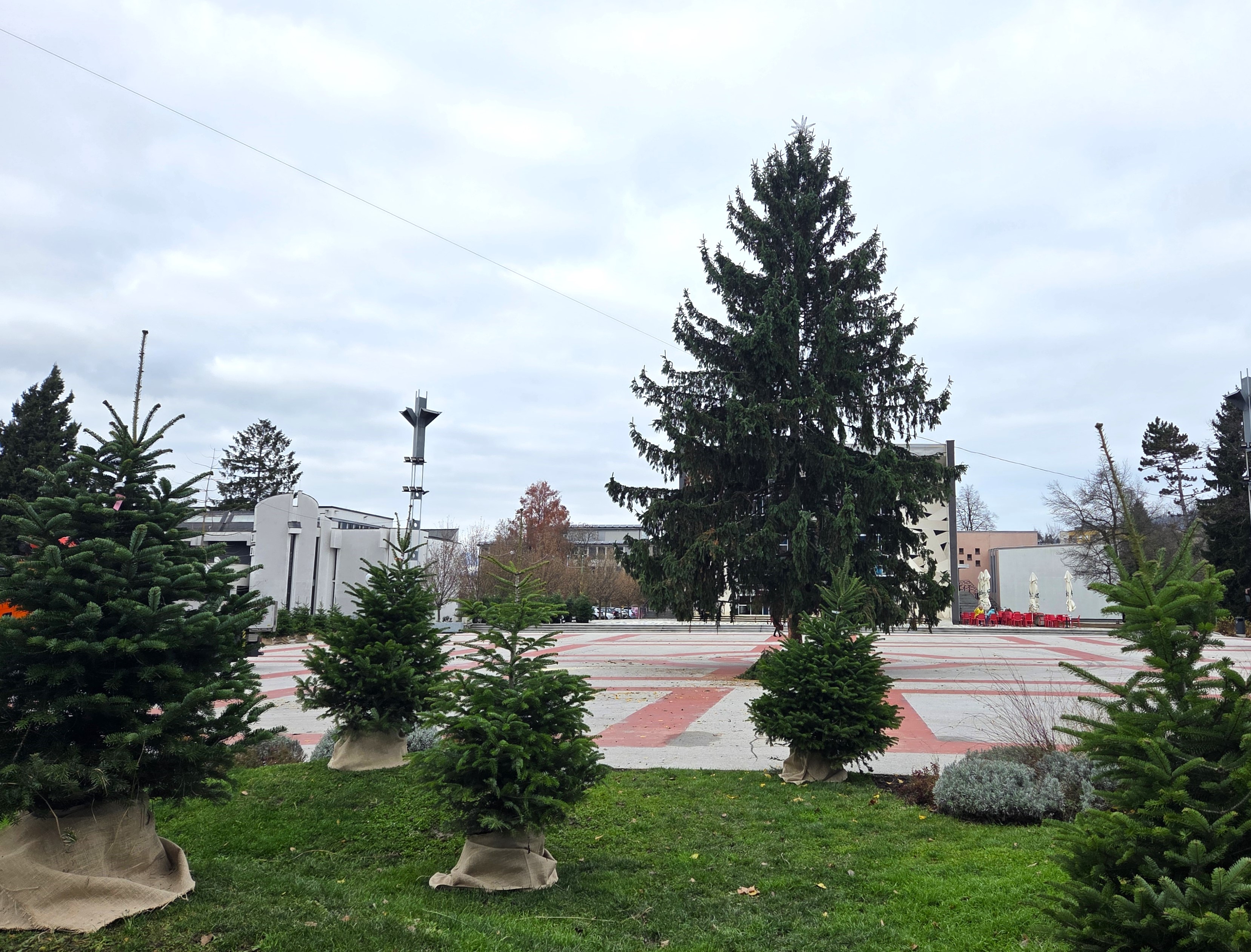 Postavljanje novoletne smreke Velenje (67)