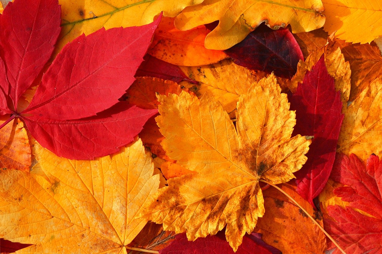 autumn-leaves-9848979_1280