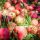 apple-4408204_1280