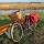 bicycle-3168273_1280