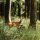 deer-5406930_1280