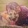 dog-3963308_1280