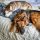 dogs-3977480_1280