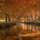 forest-6706559_1280