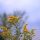 goldenrod-2659839_1280