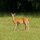 pexels-jim-fawns-231491-756758